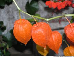 Photo Textures of Flowers