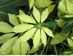 Photo Texture of Leaves