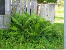 Photo Textures of Plants Fern