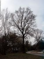 Photo Textures of Trees