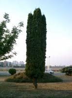 Poplar Tree