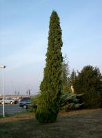 Poplar Tree