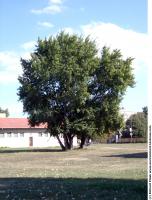 Linden Tree