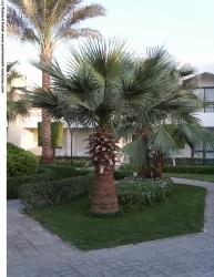 Photo Texture of Trees