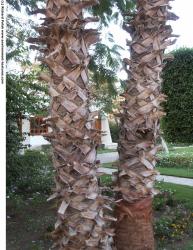 Photo Texture of Trees