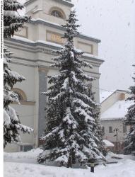 Photo Texture of Trees