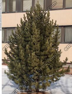 Conifer Tree