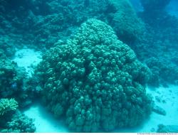 Photo Textures of Corals