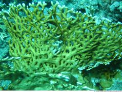 Photo Textures of Corals