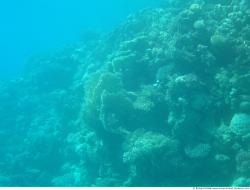 Photo Textures of Corals