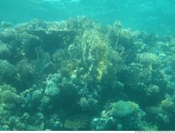 Photo Textures of Corals