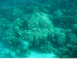 Photo Textures of Corals