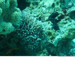 Photo Textures of Corals