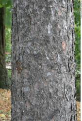 Tree Bark