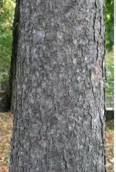 Tree Bark