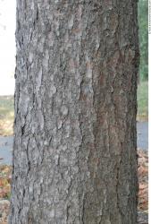 Tree Bark