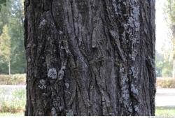 Tree Bark