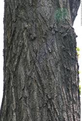 Tree Bark