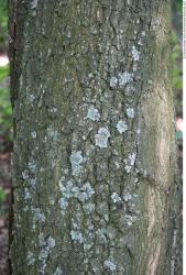 Tree Bark