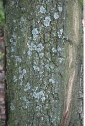 Tree Bark