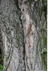 Tree Bark