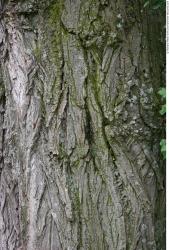 Tree Bark