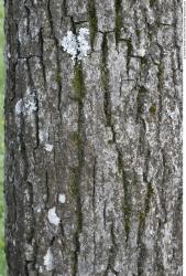 Tree Bark