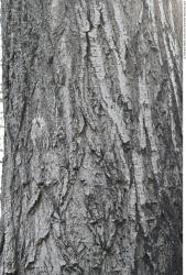 Tree Bark