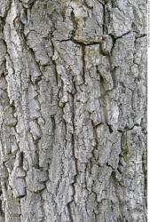 Tree Bark