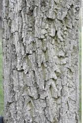 Tree Bark