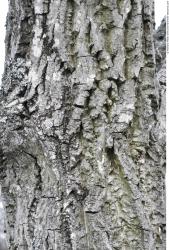 Tree Bark