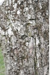 Tree Bark