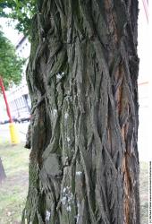 Tree Bark