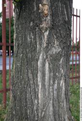 Tree Bark