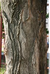 Tree Bark