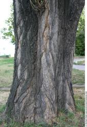 Tree Bark