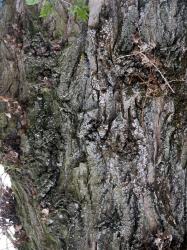 Tree Bark