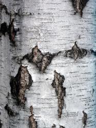 Tree Bark