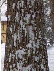 Tree Bark