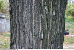 Tree Bark