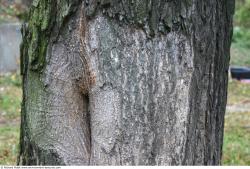 Tree Bark