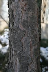 Tree Bark