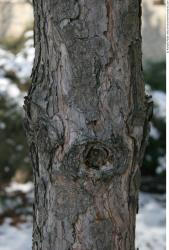 Tree Bark