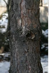 Tree Bark