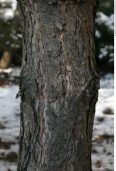 Tree Bark