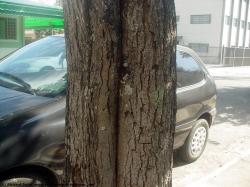 Tree Bark