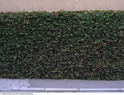 Hedges