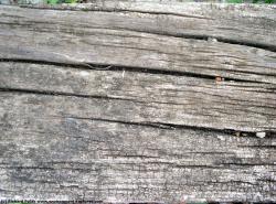 Rough Wood