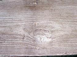 Photo Textures of Mixed Wood