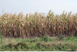 Plant Fields